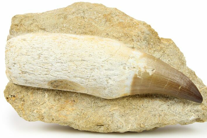 Rooted Mosasaur (Prognathodon) Tooth In Rock - Morocco #264622